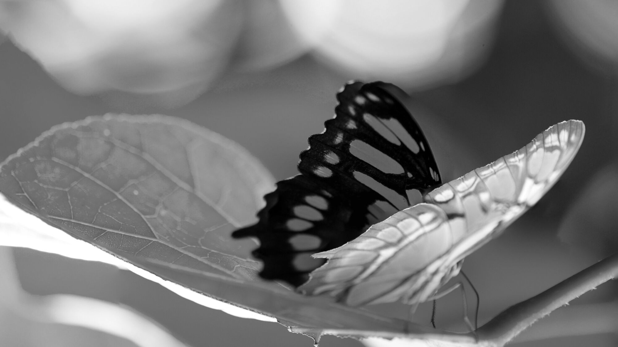 vlinder_zww.jpg
