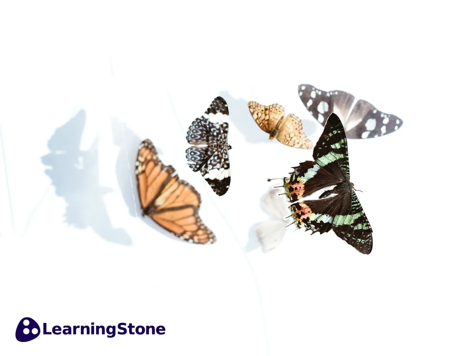 blog 51-2 how to transform.jpg