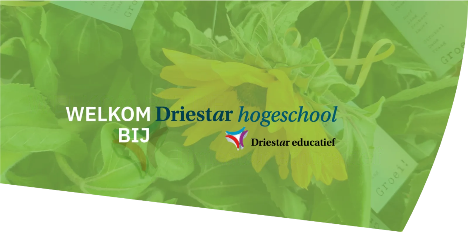 driestar home-splash.png