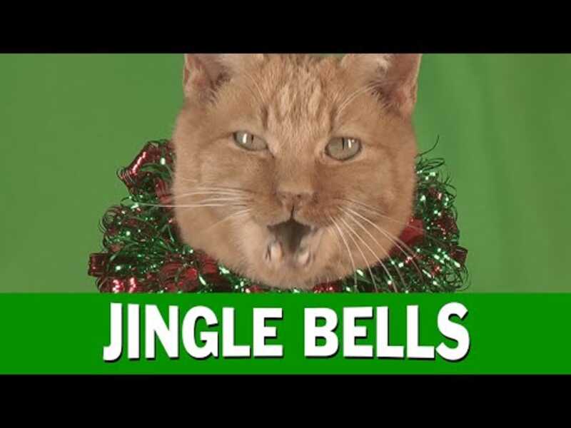Jingle Cats 2015   Jingle Bells Meowy Christmas